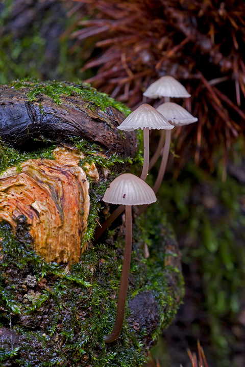 Funghi, mushroom, fungi, fungus, val d'Aveto, Nature photography, macrofotografia, fotografia naturalistica, close-up, mushrooms, val graveglia